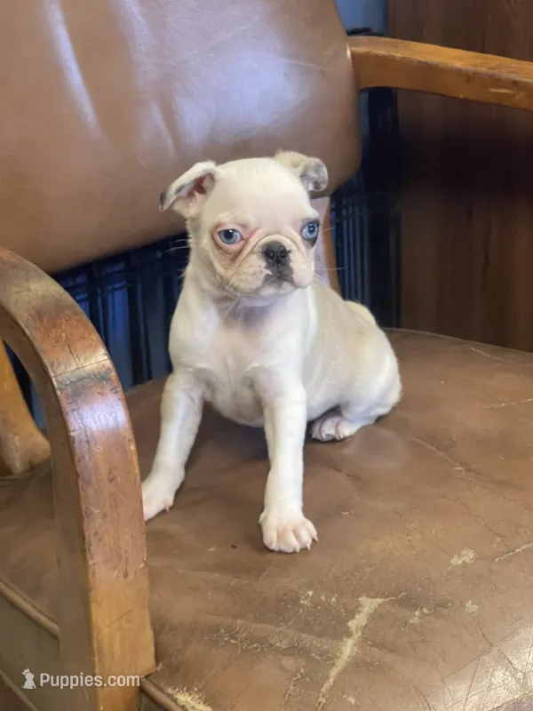 Piper – Pug puppy for sale in New Jersey, NJ