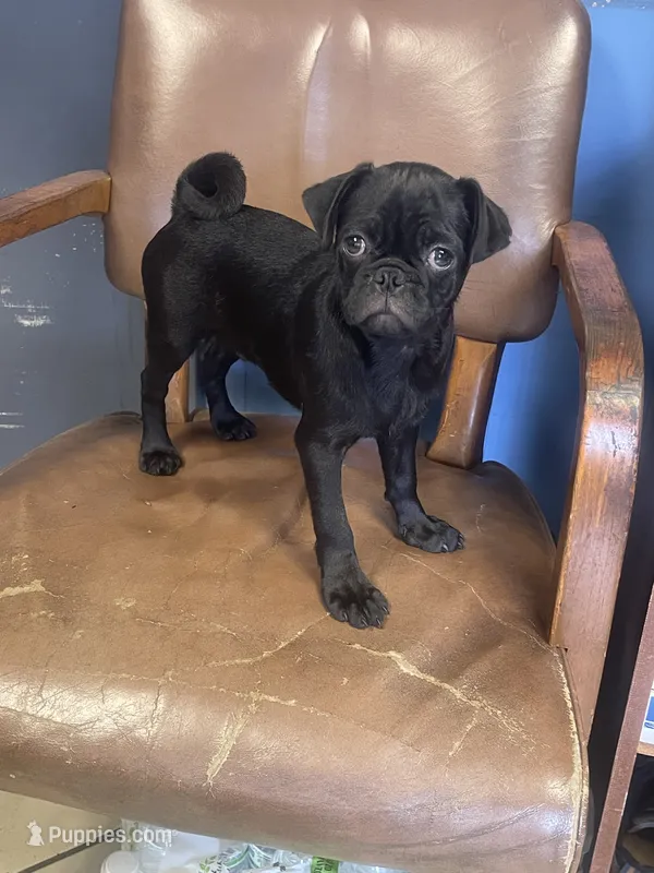 Leroy – Pug puppy for sale in New Jersey, NJ