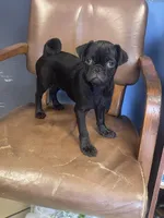 Leroy, a male Pug for sale in New Jersey, NJ – 1 of 2