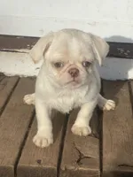 Princes hold, a female Pug for sale in New Jersey, NJ – Photo 1 of 3