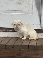 Princes hold, a female Pug for sale in New Jersey, NJ – Photo 2 of 3