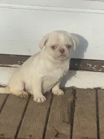 Princes hold, a female Pug for sale in New Jersey, NJ – Photo 3 of 3