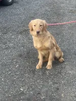 Holly, a female Golden Retriever for sale in New Jersey, NJ – Photo 2 of 4