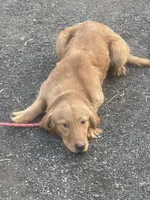 Holly, a female Golden Retriever for sale in New Jersey, NJ – Photo 4 of 4