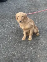 Holly, a female Golden Retriever for sale in New Jersey, NJ – Photo 3 of 4