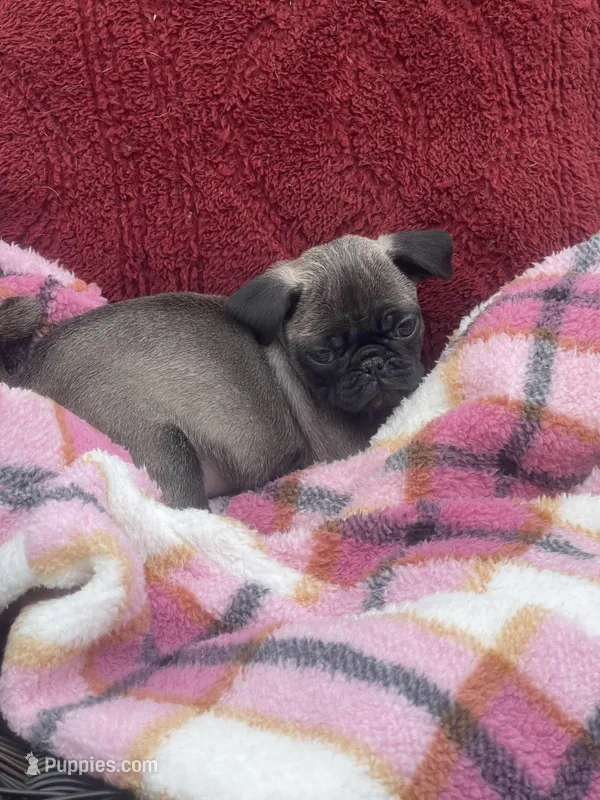 Simcha, a female Pug for sale in New Jersey, NJ – Photo 1 of 2