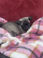 Simcha, a female Pug for sale in New Jersey, NJ – Photo 1 of 2