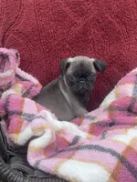 Simcha, a female Pug for sale in New Jersey, NJ – Photo 2 of 2