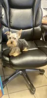 Benji, a male Yorkshire Terrier for sale in New Jersey, NJ – Photo 2 of 4