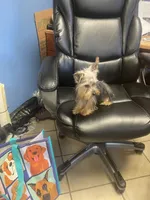 Benji, a male Yorkshire Terrier for sale in New Jersey, NJ – Photo 4 of 4