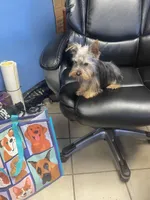 Benji, a male Yorkshire Terrier for sale in New Jersey, NJ – Photo 3 of 4