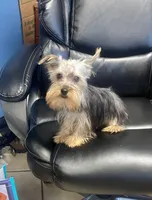 Benji, a male Yorkshire Terrier for sale in New Jersey, NJ – Photo 1 of 4