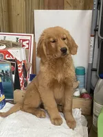 Gara, a female Golden Retriever for sale in New Jersey, NJ – Photo 2 of 2