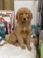 Gara, a female Golden Retriever for sale in New Jersey, NJ – Photo 1 of 2