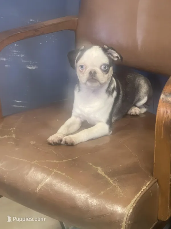 Tightrope  – Pug puppy for sale in New Jersey, NJ
