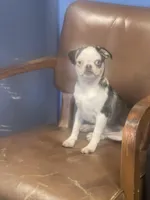 Tightrope , a male Pug for sale in New Jersey, NJ – Photo 2 of 2