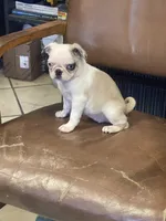 Piper, a female Pug for sale in New Jersey, NJ – 3 of 3