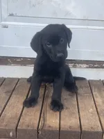 Harley, a male Labrador Retriever for sale in New Jersey, NJ – Photo 3 of 4