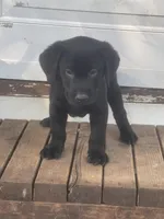 Harley, a male Labrador Retriever for sale in New Jersey, NJ – Photo 4 of 4