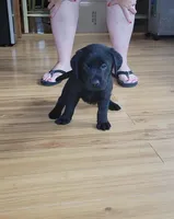 Harley, a male Labrador Retriever for sale in New Jersey, NJ – Photo 2 of 4