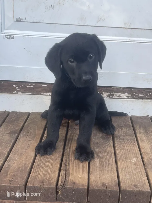 Harley, a male Labrador Retriever for sale in New Jersey, NJ – Photo 1 of 4