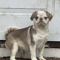 Fabio, a male Pug for sale in New Jersey, NJ – Photo 2 of 3