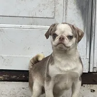 Fabio, a male Pug for sale in New Jersey, NJ – Photo 3 of 3