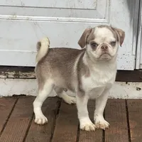 Fabio, a male Pug for sale in New Jersey, NJ – Photo 1 of 3
