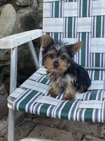 Jigs AKC, a male Yorkshire Terrier for sale in Haskell, NJ – 3 of 3