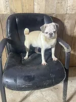 Penelope , a female Pug for sale in Haskell, NJ – 2 of 2