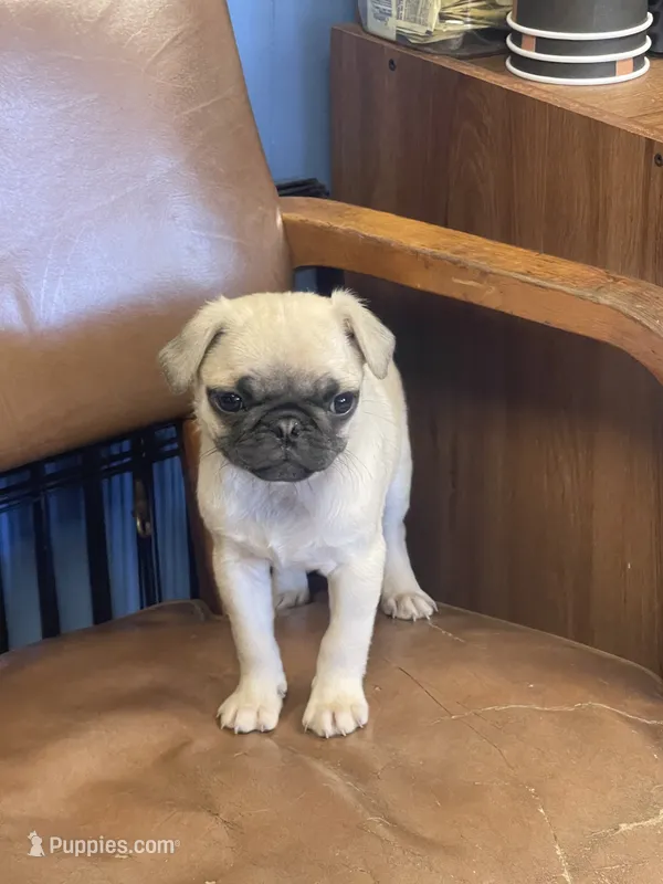 Prince  – Pug puppy for sale in New Jersey, NJ