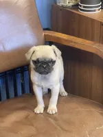 Prince , a male Pug for sale in New Jersey, NJ – 1 of 4