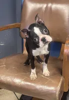 Peppi, a male Boston Terrier for sale in New Jersey, NJ – Photo 1 of 2