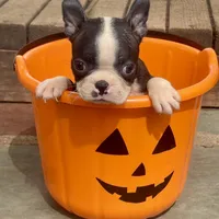 Peppi, a male Boston Terrier for sale in New Jersey, NJ – Photo 1 of 3