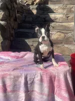 Peppi, a male Boston Terrier for sale in New Jersey, NJ – Photo 2 of 2