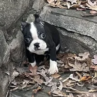 Peppi, a male Boston Terrier for sale in New Jersey, NJ – Photo 2 of 3