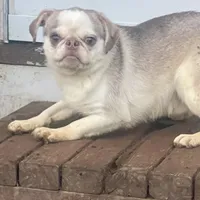 Peppi, a male Boston Terrier for sale in New Jersey, NJ – Photo 3 of 3