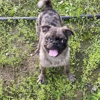 Mr Richie, a male Pug for sale in New Jersey, NJ – Photo 2 of 4