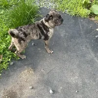 Mr Richie, a male Pug for sale in New Jersey, NJ – Photo 4 of 4