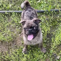 Mr Richie, a male Pug for sale in New Jersey, NJ – Photo 3 of 4