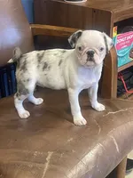 Princess, a female Pug for sale in New Jersey, NJ – 2 of 3