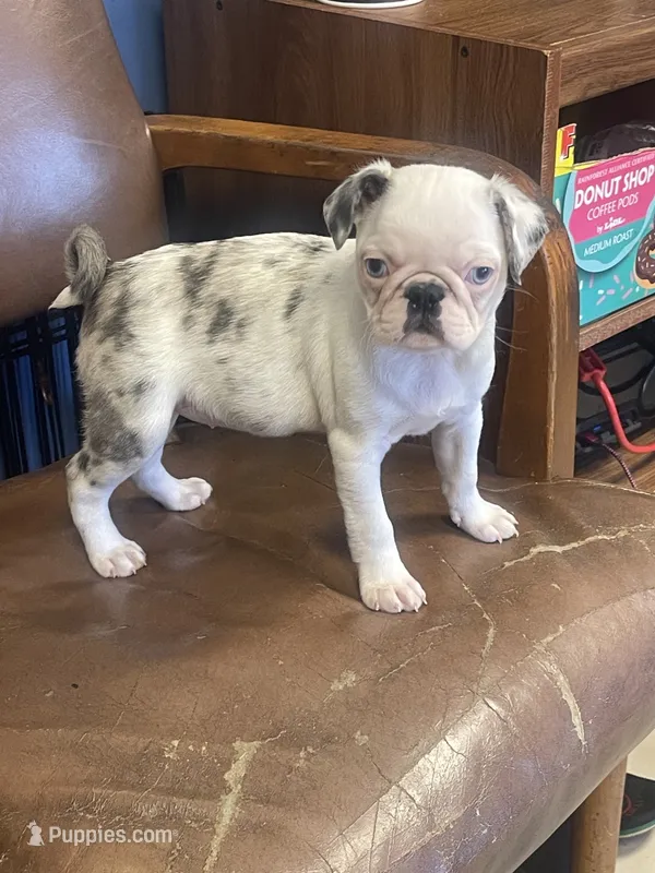 Princess, a female Pug for sale in New Jersey, NJ – 1 of 3
