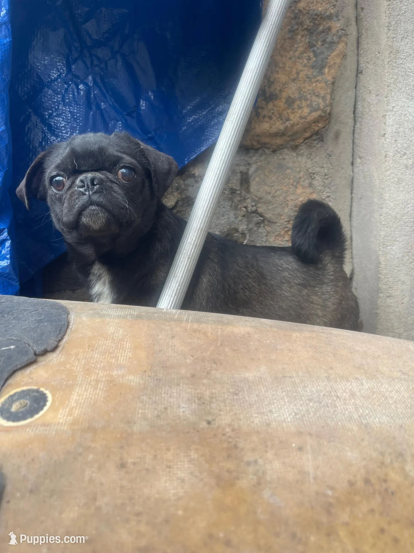 Silver – Pug puppy for sale in New Jersey, NJ
