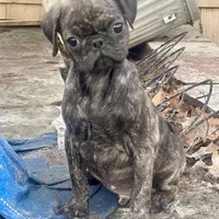 Brindle boy, a male Pug for sale in New Jersey, NJ – Photo 1 of 2