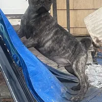 Brindle boy, a male Pug for sale in New Jersey, NJ – Photo 2 of 2