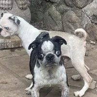 Koi Boy, a male Pug for sale in New Jersey, NJ – Photo 2 of 2