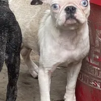 Koi Boy, a male Pug for sale in New Jersey, NJ – Photo 1 of 2