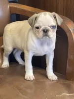 Penelope , a female Pug for sale in New Jersey, NJ – 1 of 1