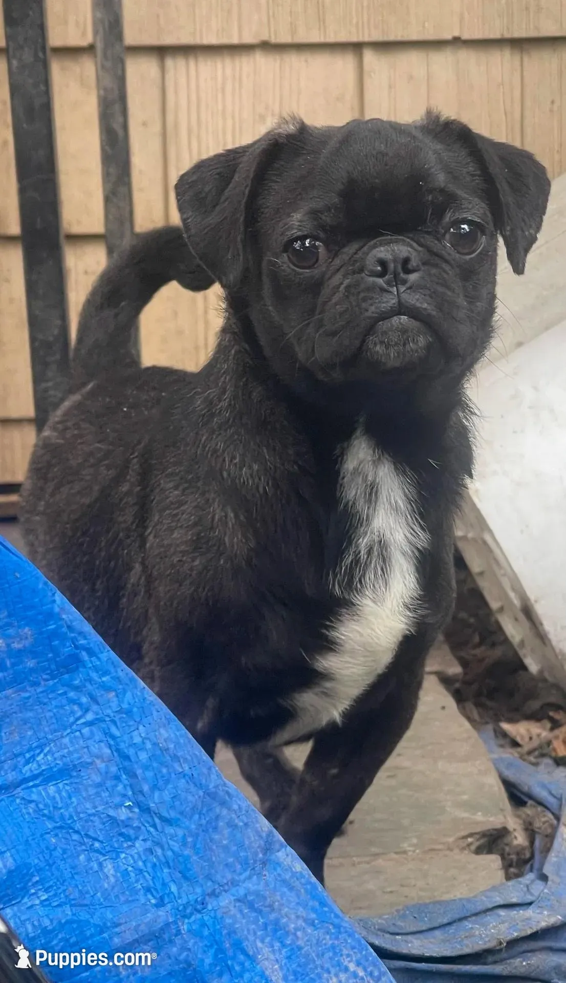 Silver, a male Pug for sale in New Jersey, NJ – Photo 2 of 2