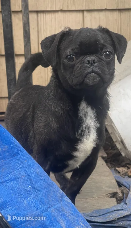 Silver – Pug puppy for sale in New Jersey, NJ